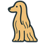 Afghan Hound