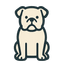 American Bulldog