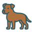 American Pit Bull Terrier