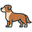 American Staffordshire Terrier