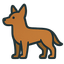 Australian Kelpie
