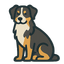 Australian Shepherd