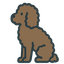 Barbet