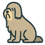 Bearded Collie