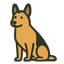 Belgian Malinois