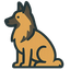 Belgian Tervuren