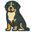 Bernese Mountain Dog