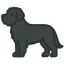 Black Russian Terrier