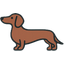 Dachshund