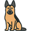 Anatolian Shepherd