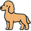 Poodle